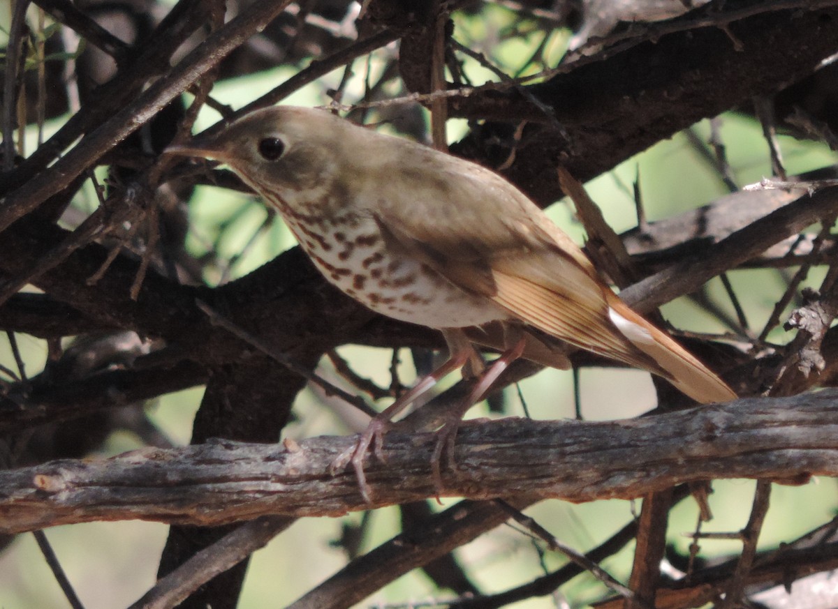 Hermit Thrush - ML498885711