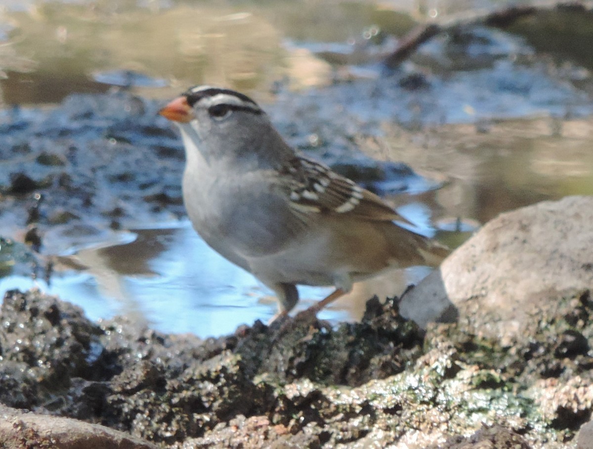 White-crowned Sparrow - Jan Flanagan