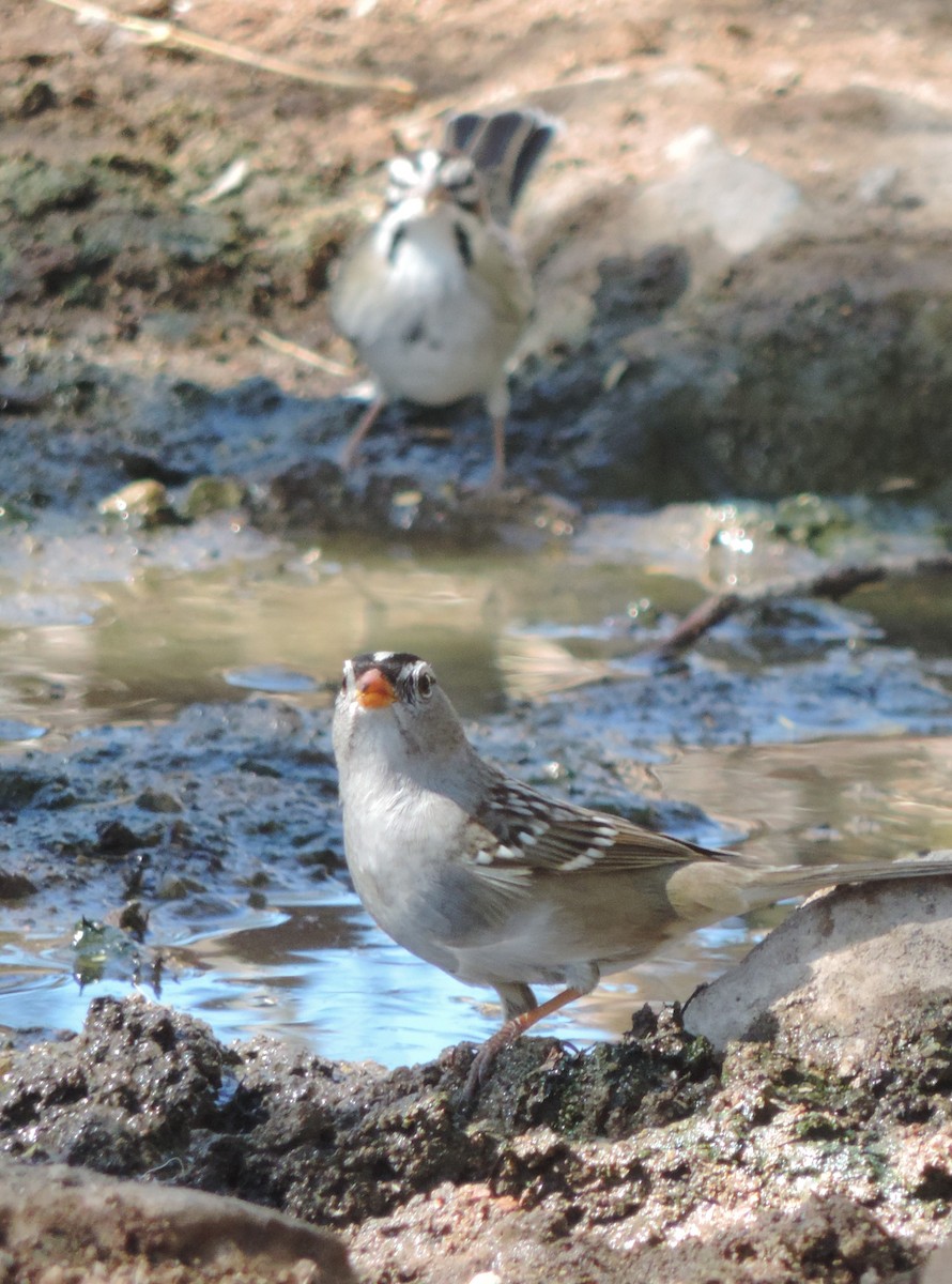 White-crowned Sparrow - ML498885941