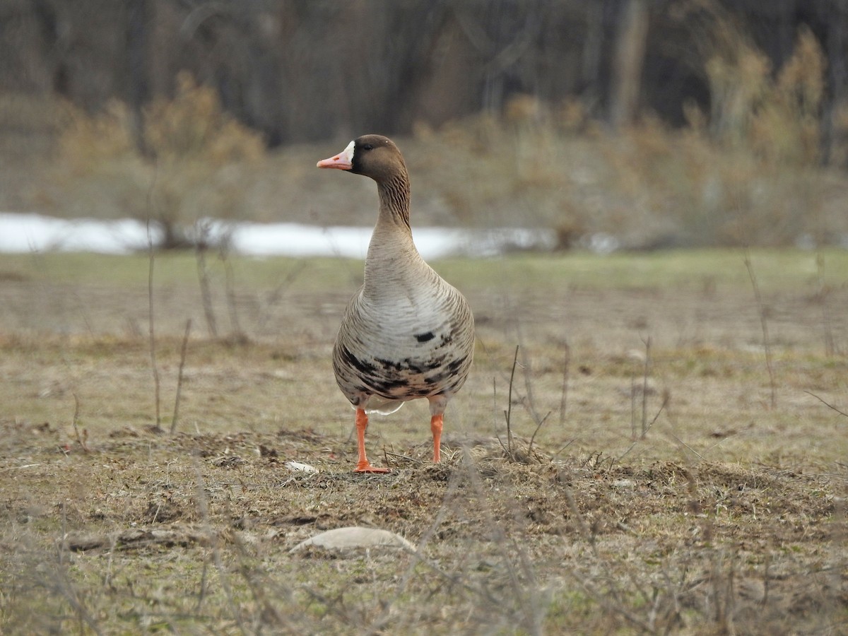 Greater White-fronted Goose - ML49888661