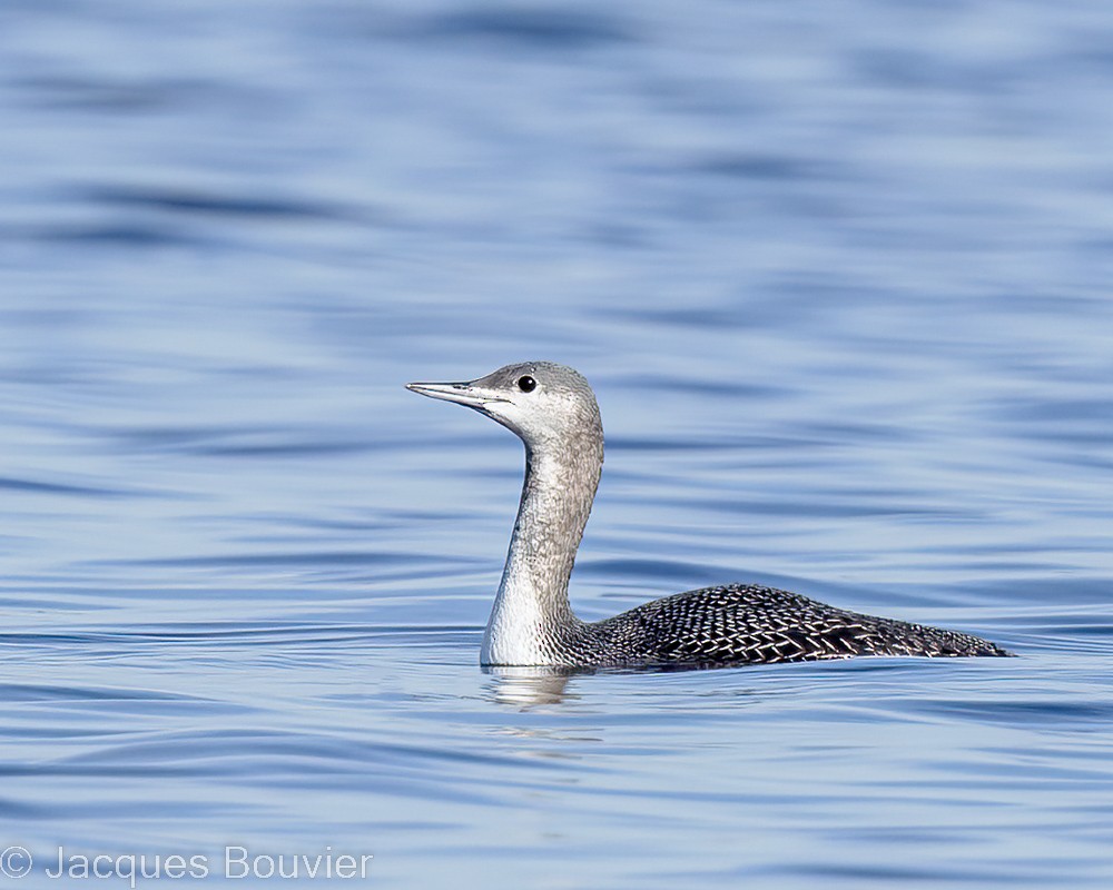 Red-throated Loon - ML498886881