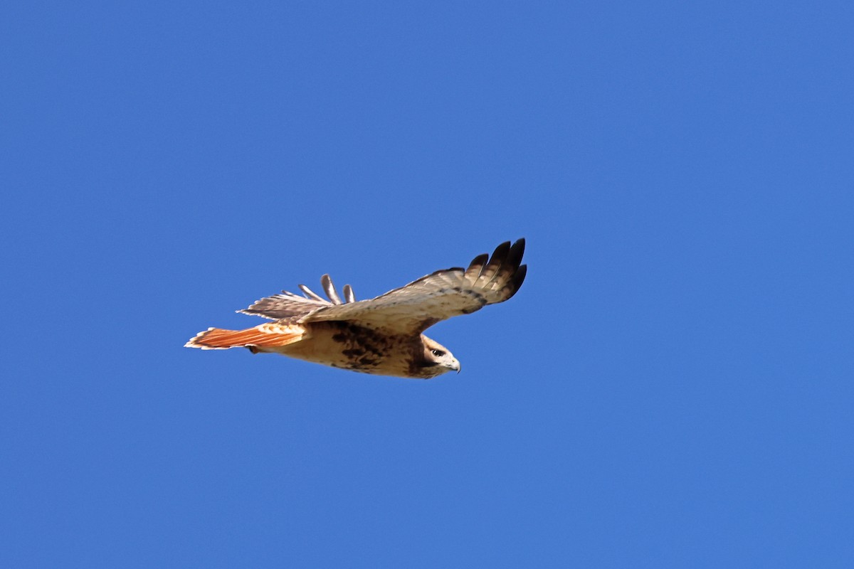 Red-tailed Hawk - ML498888081