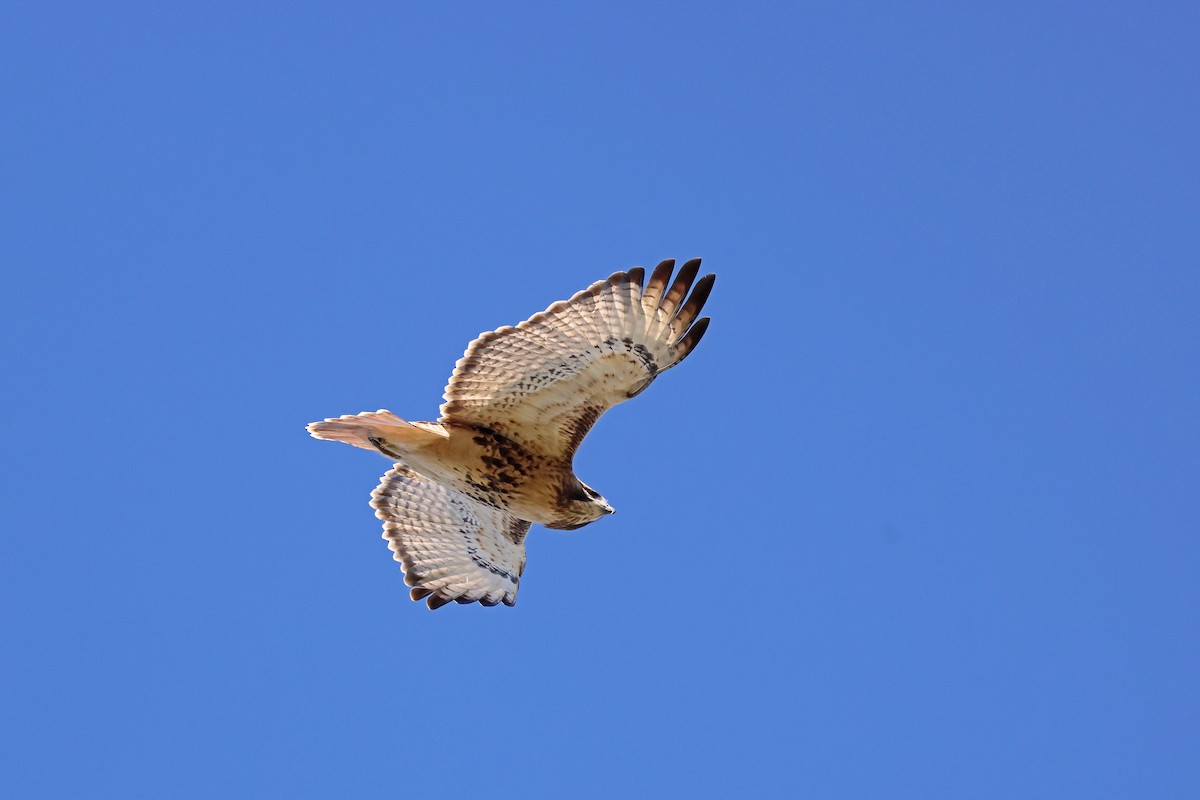 Red-tailed Hawk - ML498888091