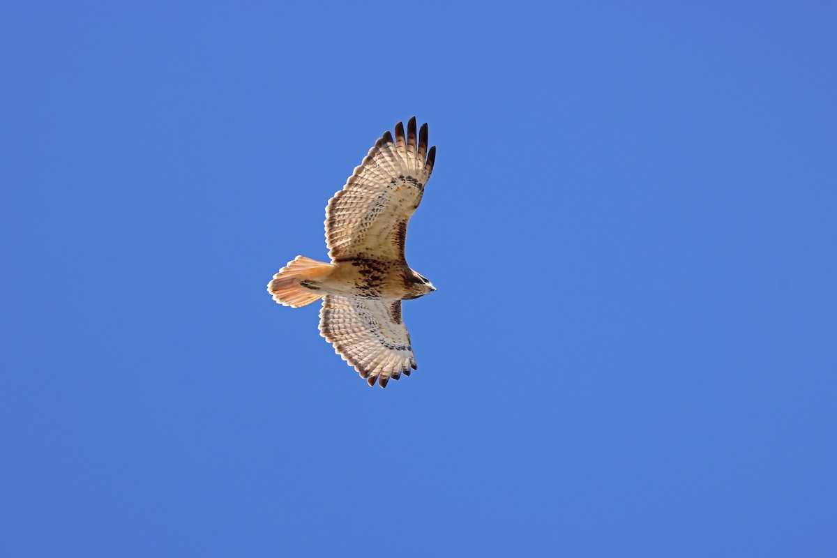 Red-tailed Hawk - ML498888101