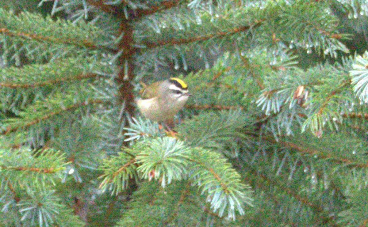 Golden-crowned Kinglet - Walter Thorne