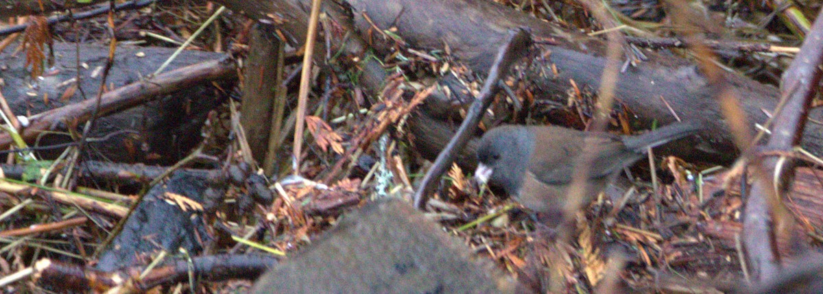 Dark-eyed Junco (Oregon) - ML498888811