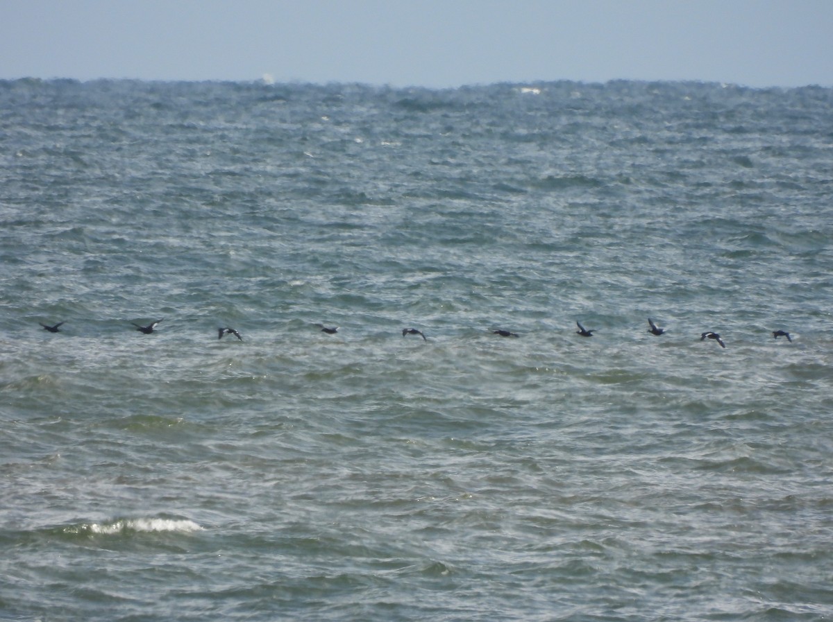 White-winged Scoter - ML498889061