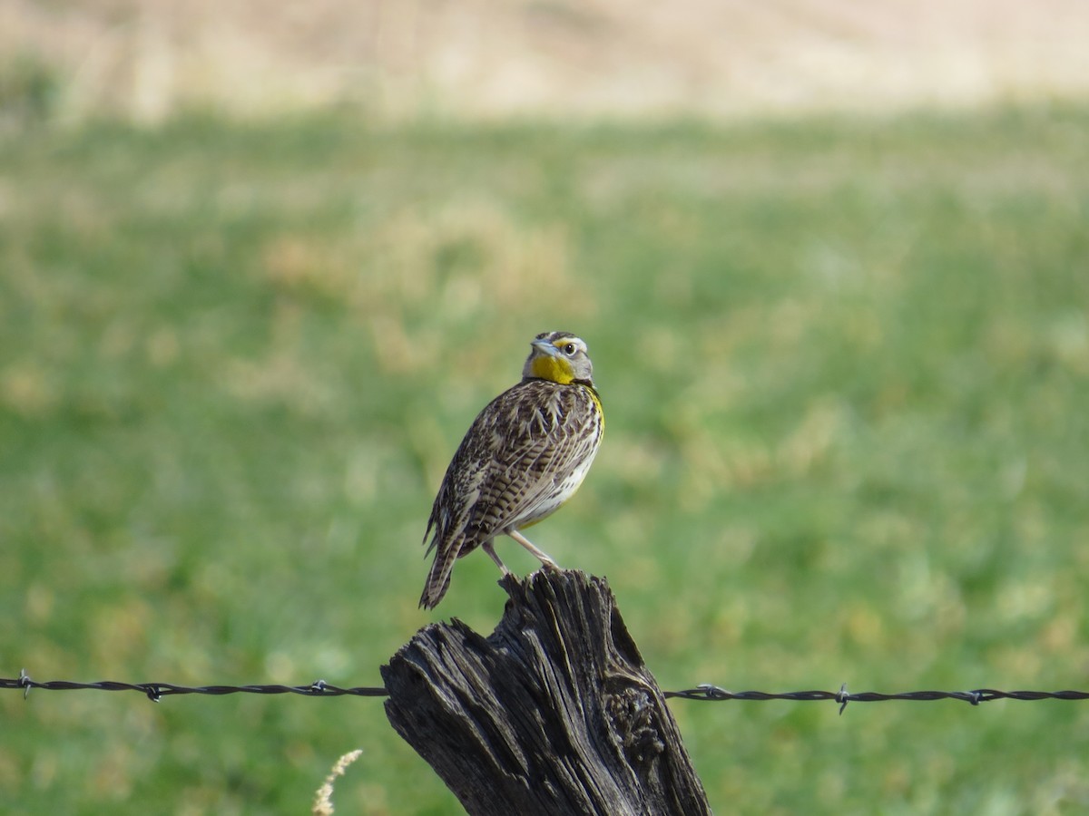 Western Meadowlark - ML49888921