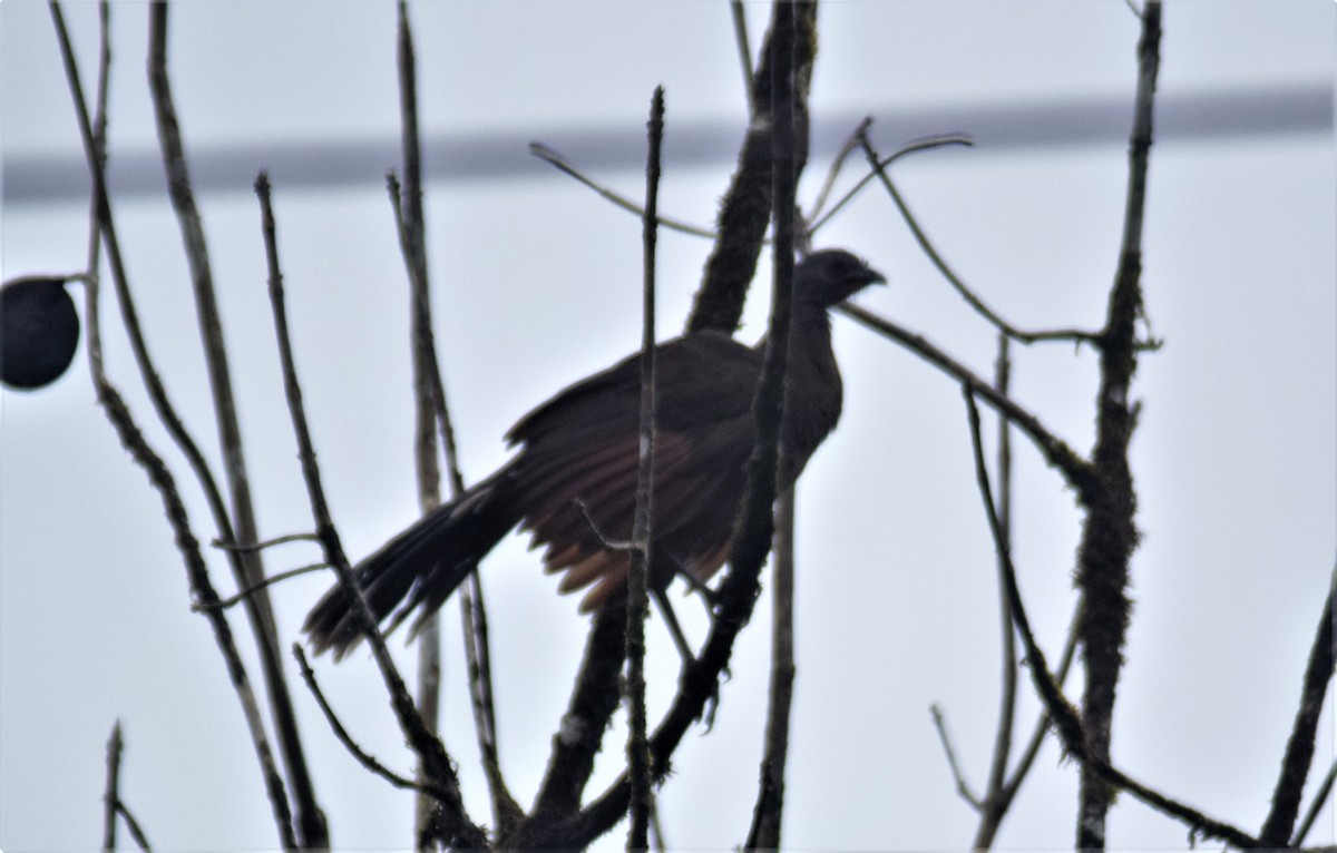 Gray-headed Chachalaca - ML498889251