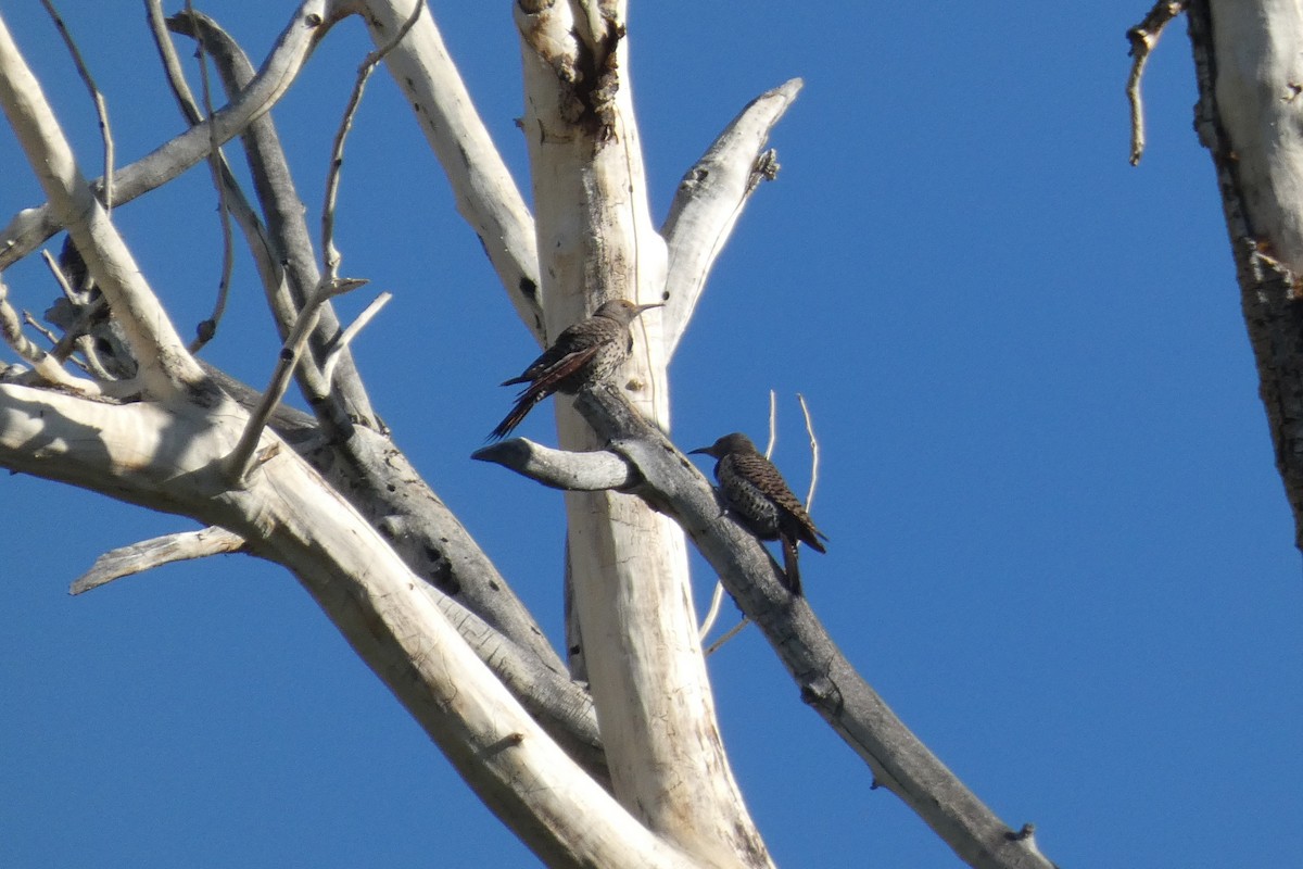 Northern Flicker - ML498889321