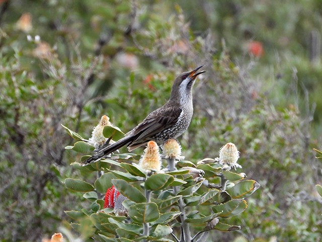 Western Wattlebird - ML498889681