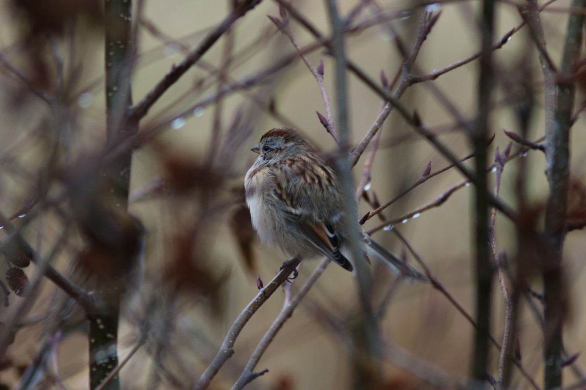 American Tree Sparrow - ML498890391