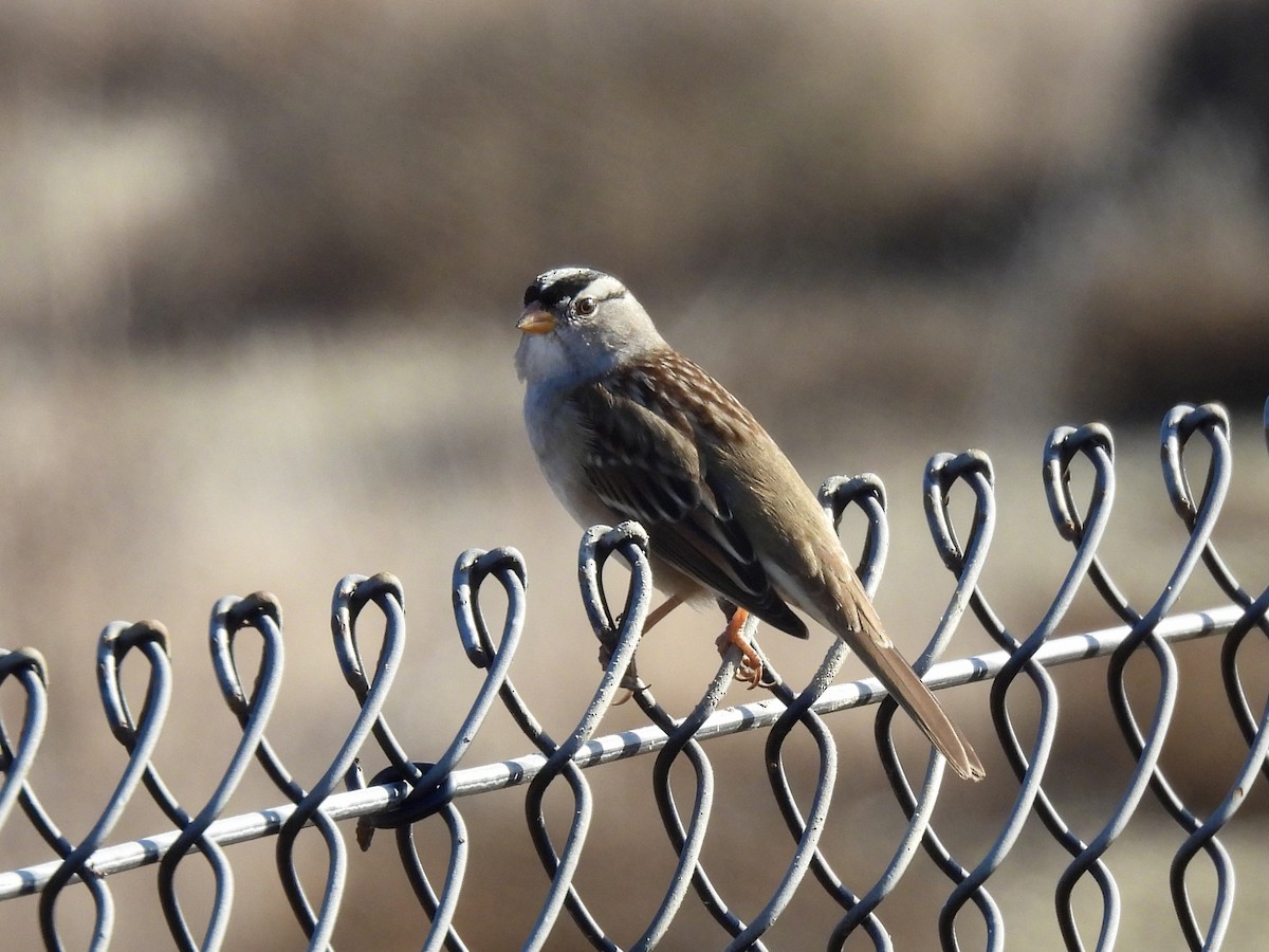 White-crowned Sparrow - ML498891281