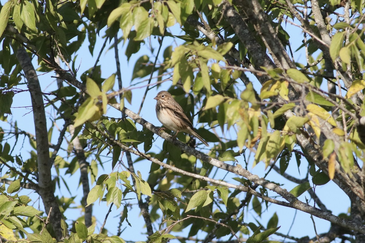 Vesper Sparrow - Rhonda Desormeaux