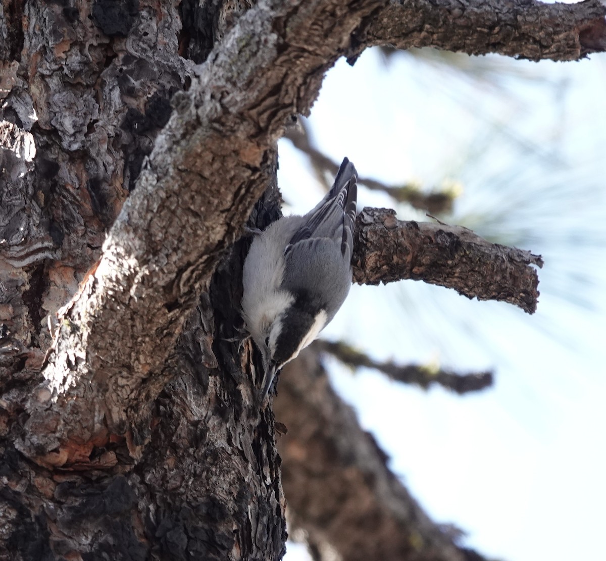 White-breasted Nuthatch - ML498892241