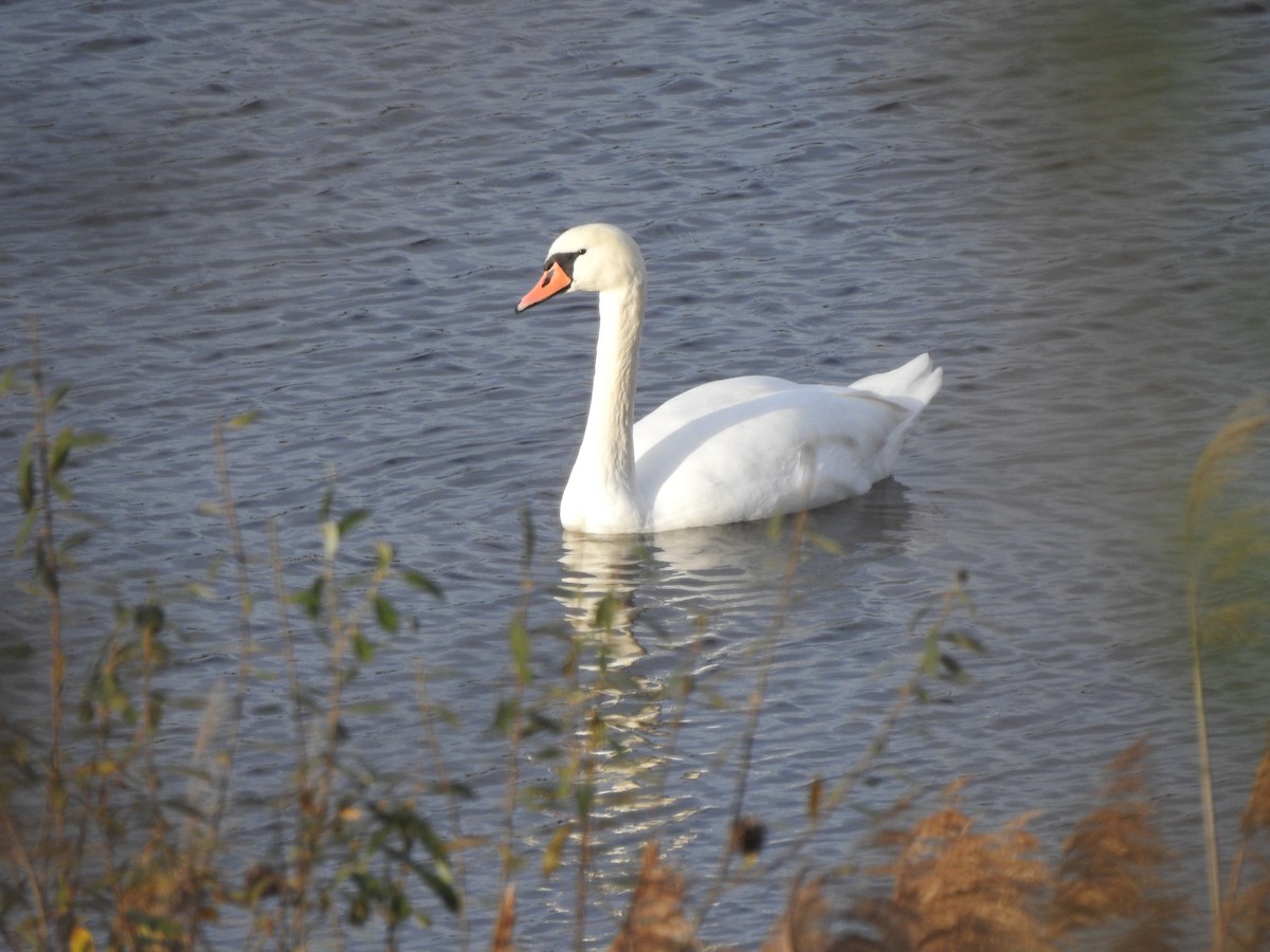 Mute Swan - ML498893811