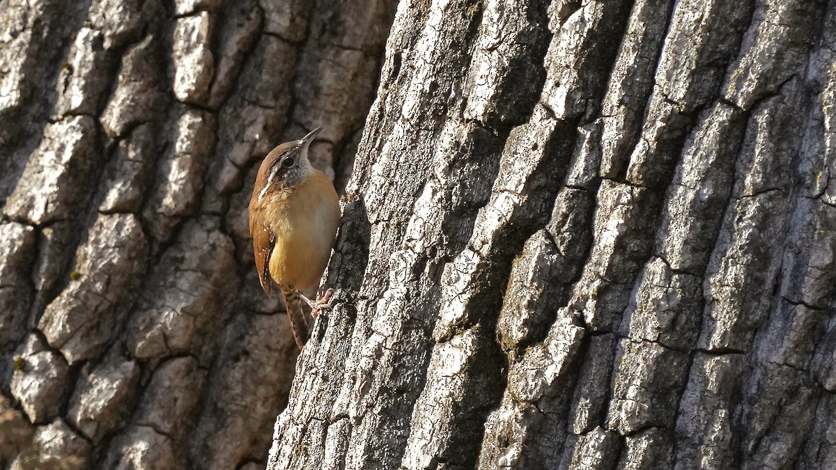 Carolina Wren - ML498894421