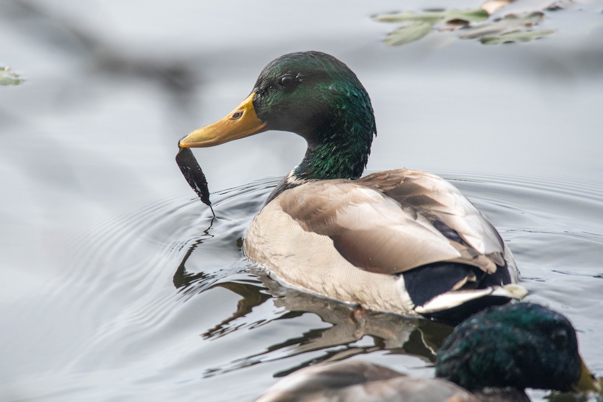 Mallard - ML498894981