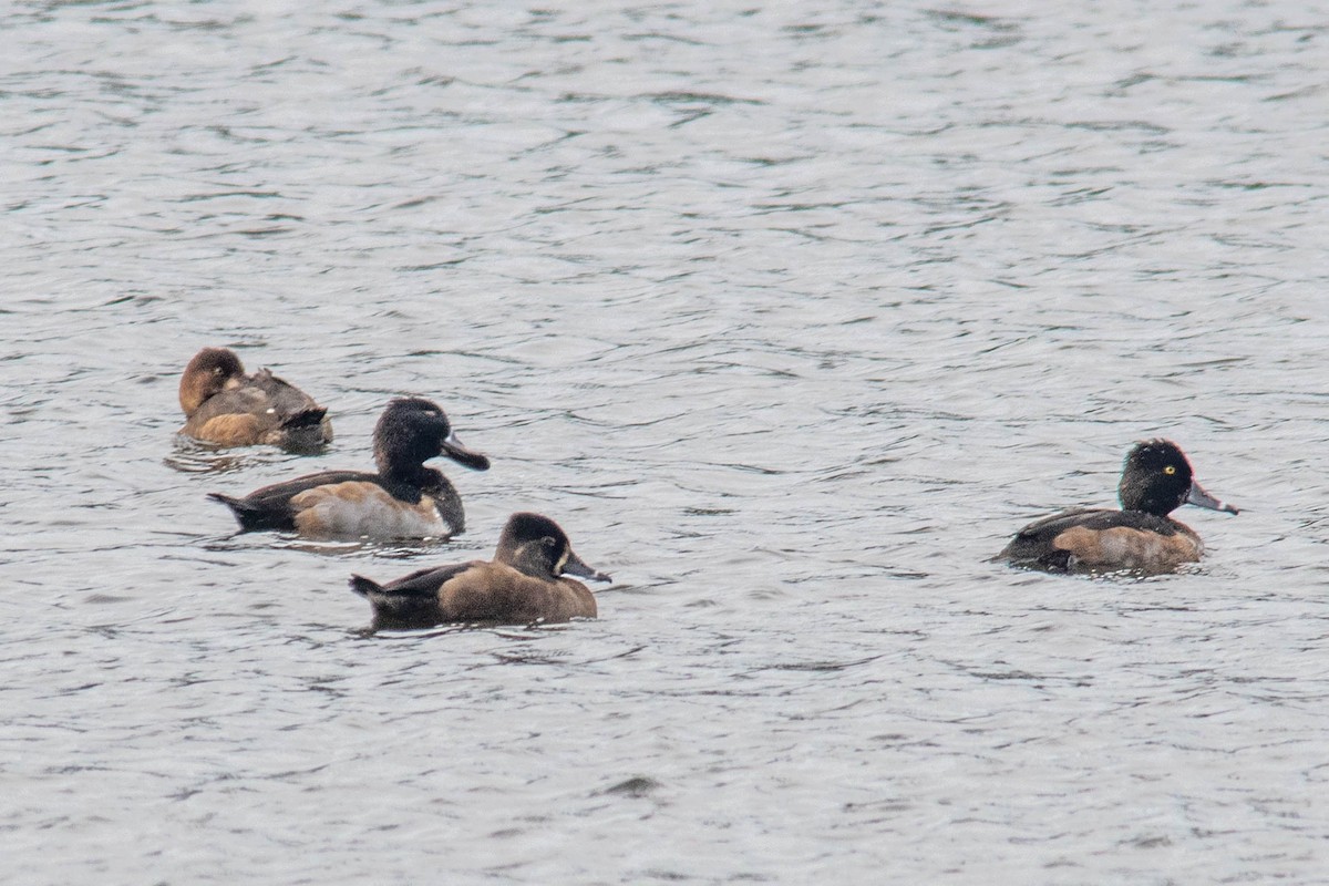 Ring-necked Duck - ML498895111