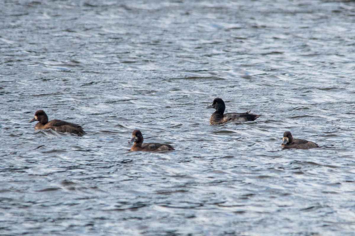 Lesser Scaup - ML498895151