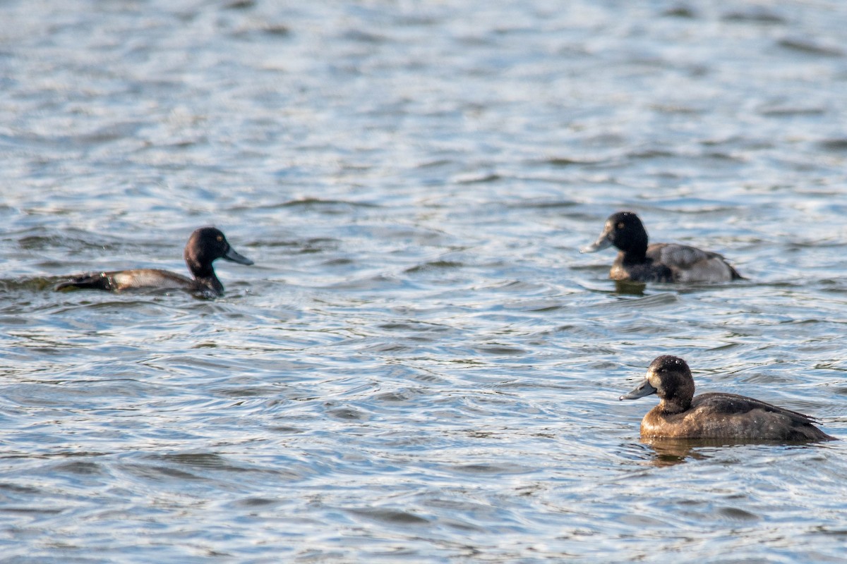 Lesser Scaup - ML498895161