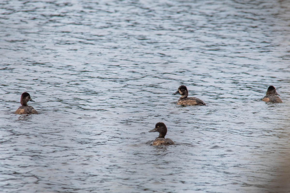 Lesser Scaup - ML498895171