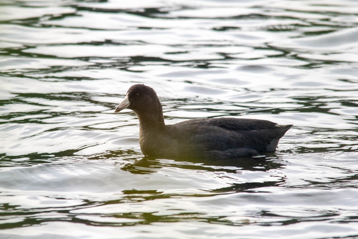 American Coot - ML498895241