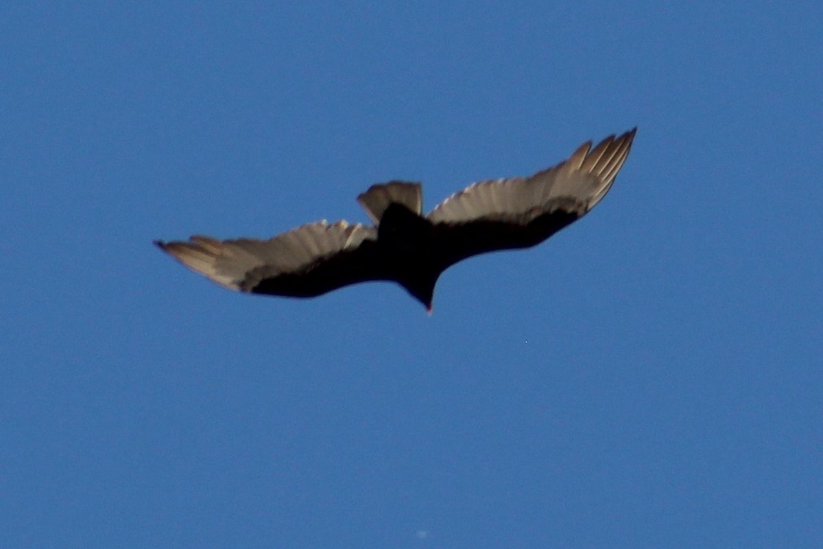 Turkey Vulture - Rocío Reybal 🐦