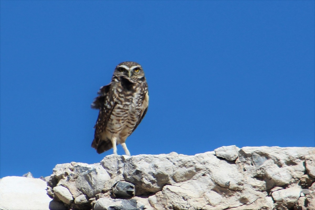 Burrowing Owl - ML498895271