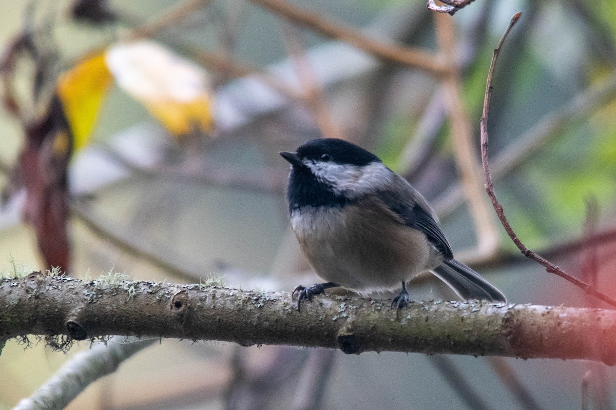 Black-capped Chickadee - ML498895361