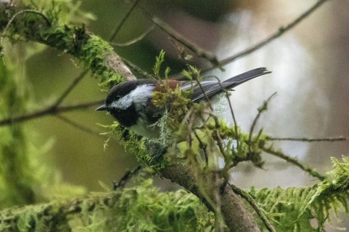 Chestnut-backed Chickadee - ML498895431