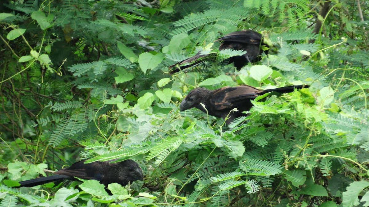 Smooth-billed Ani - Kenrith Carter