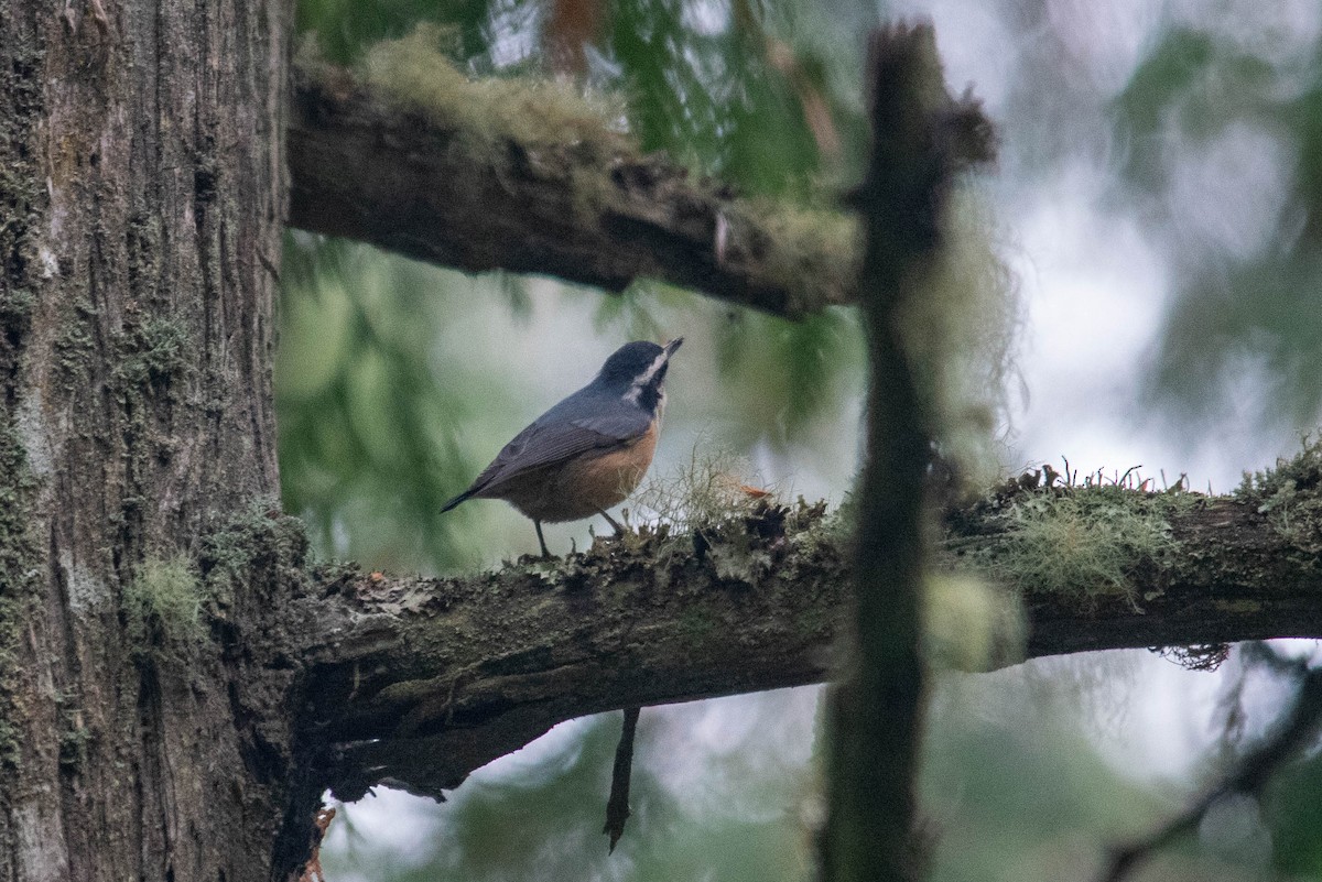 Red-breasted Nuthatch - ML498895511