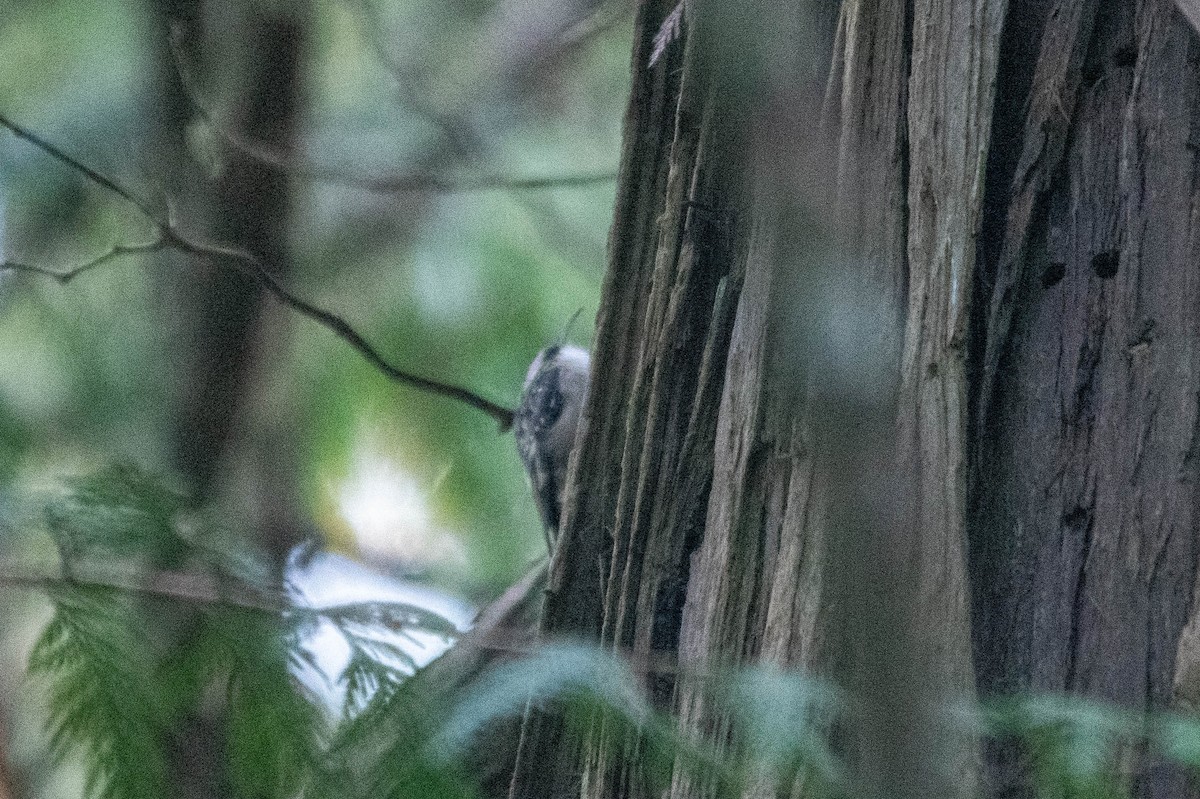 Brown Creeper - ML498895541