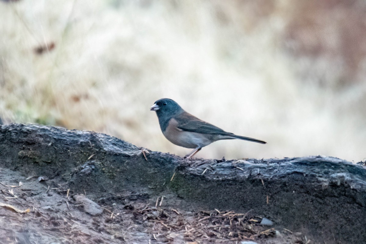 Dark-eyed Junco - ML498895631