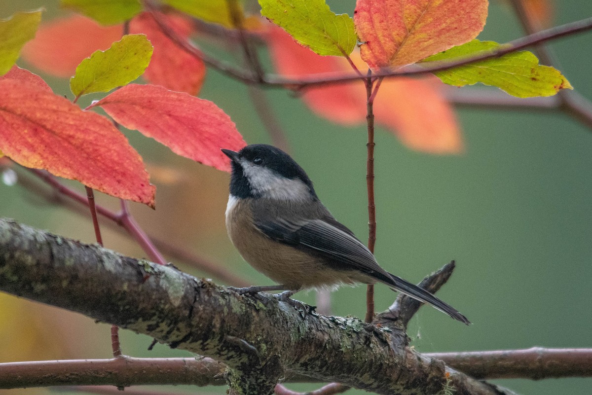 Black-capped Chickadee - ML498895901