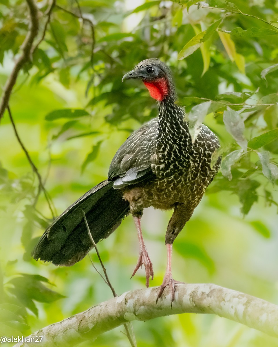 Spix's Guan - Eleuterio Ramirez