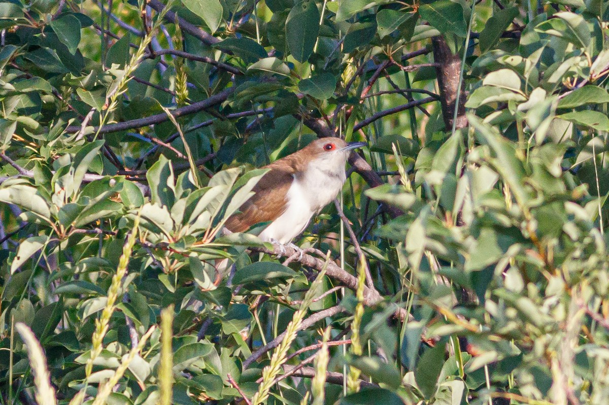 Black-billed Cuckoo - Neil Denton