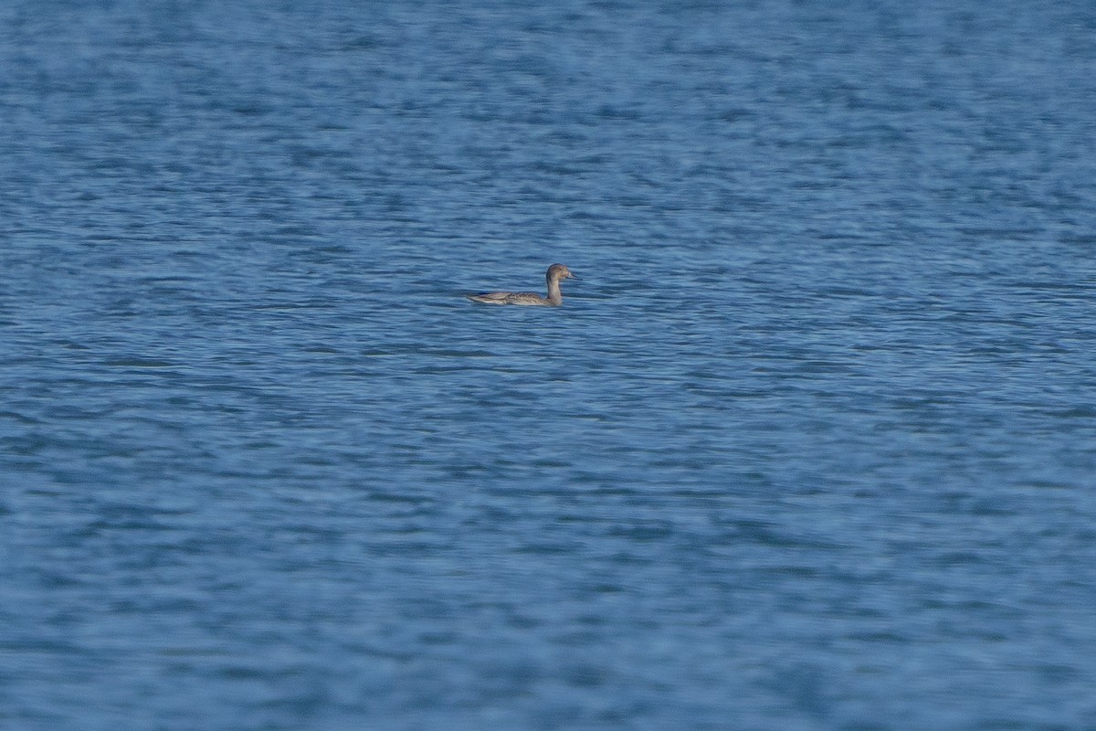 Northern Pintail - Robert Raker