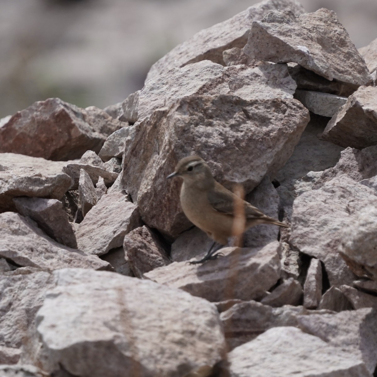 Rufous-banded Miner - ML498897701