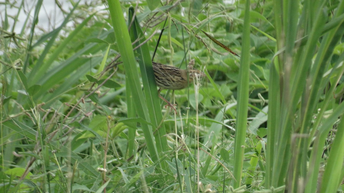 Bobolink - ML498897781