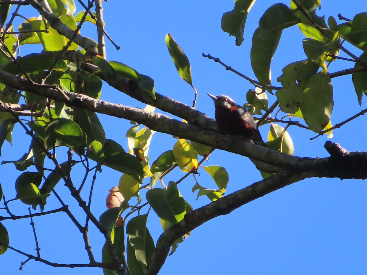 Chestnut-bellied Nuthatch - ML498898471