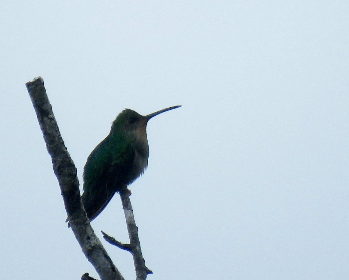 Pirre Hummingbird - ML498900171
