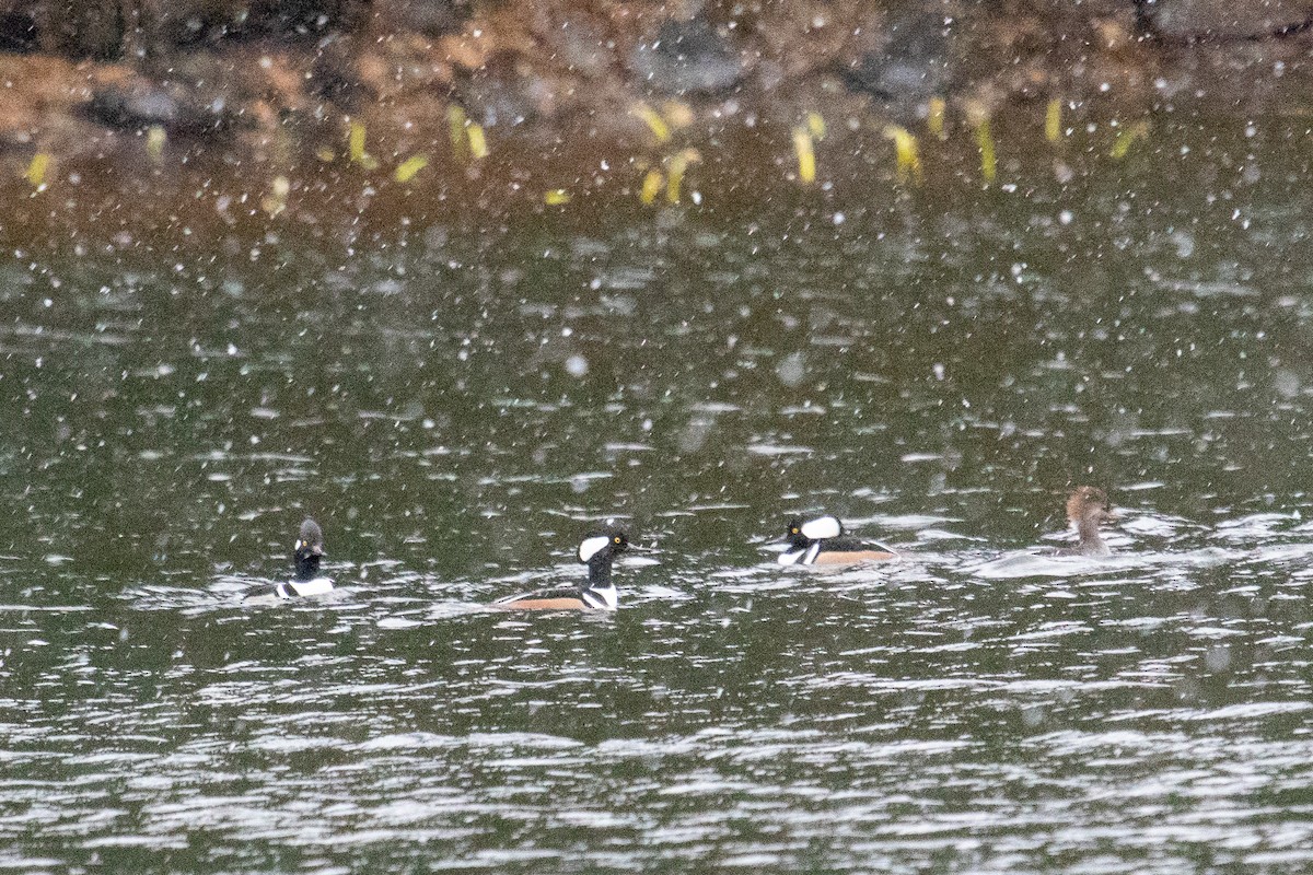 Hooded Merganser - ML498900501