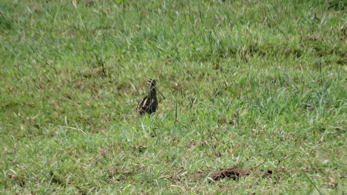 Wilson's Snipe - ML498900641