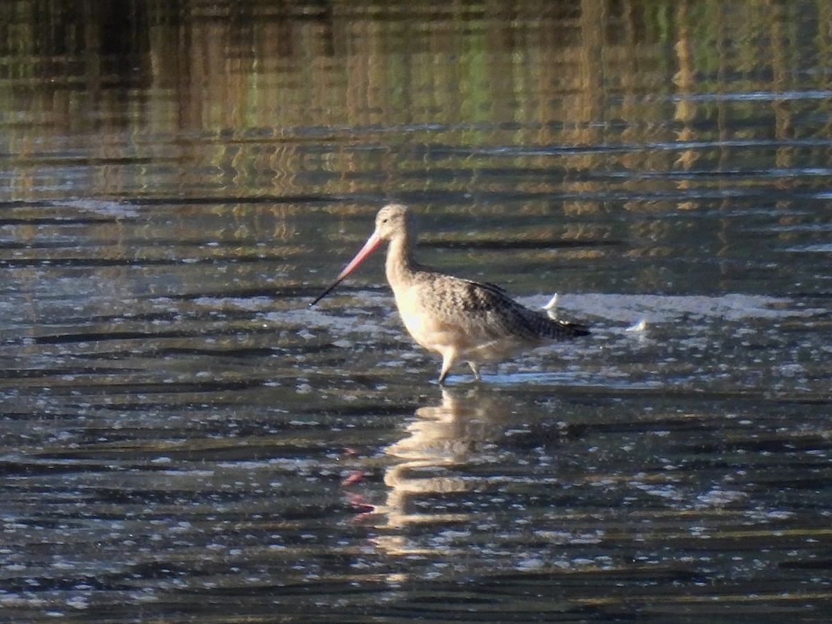 Marbled Godwit - ML498901161