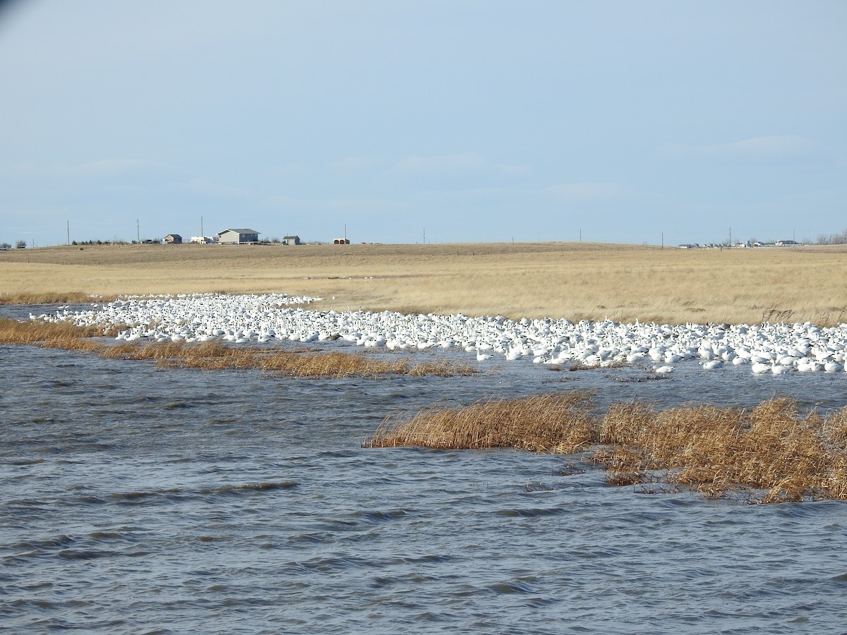 Snow Goose - ML498902241