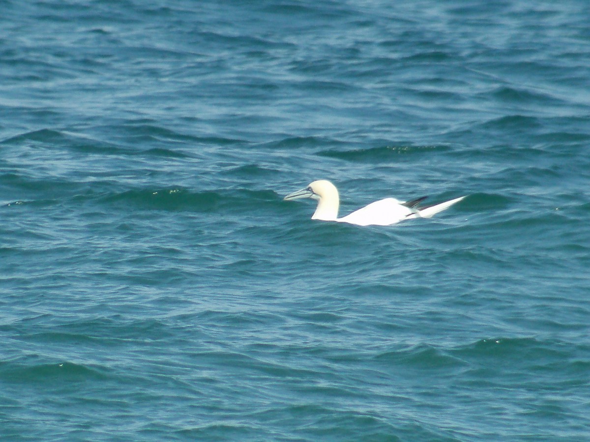 Northern Gannet - ML498902931