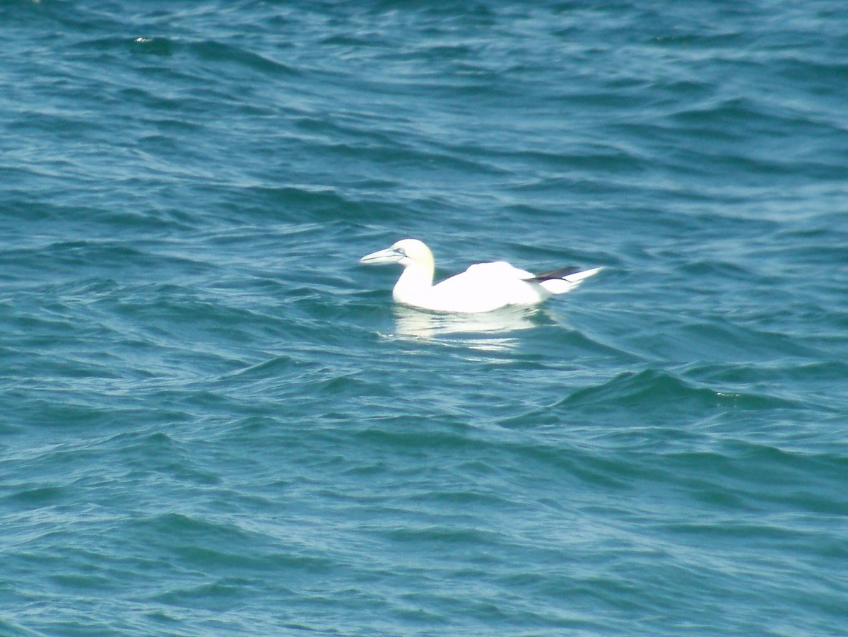 Northern Gannet - ML498902961