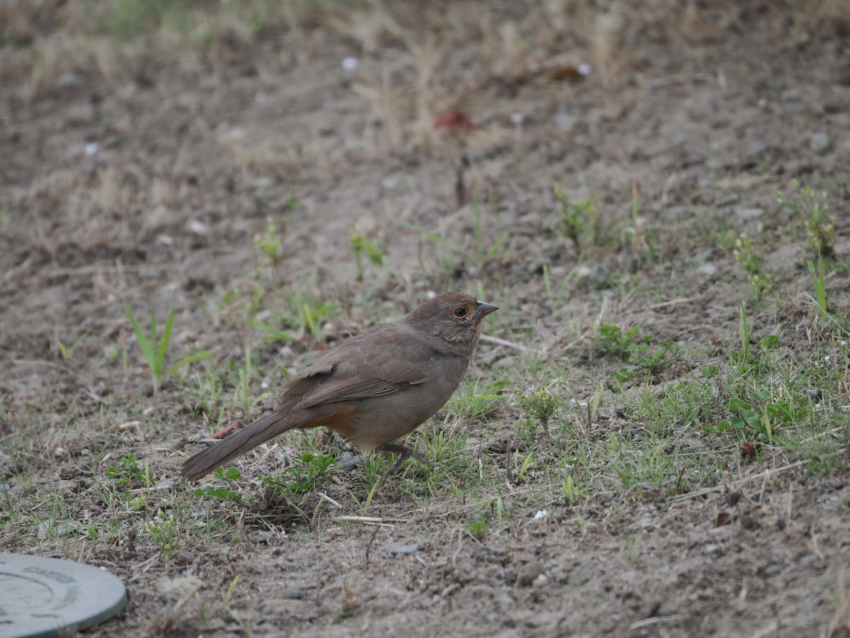 California Towhee - ML498903141